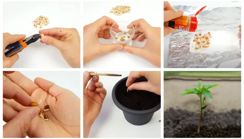 Collage showing steps of germinating seeds: cutting, soaking, spraying, handling sprouts, planting, and a young seedling.