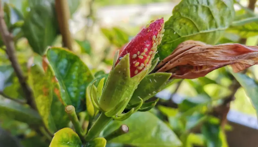 Un bocciolo di ibisco infestato da pidocchi. Si cercano rimedi naturali per salvare la pianta.