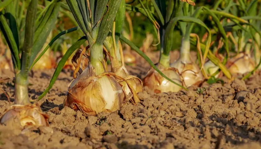 Cipolle di Tropea in piena coltivazione, con le loro tuniche dorate che emergono dal terreno fertile.