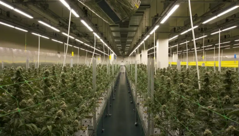 Vasta serra con file ordinate di piante di cannabis sotto luci LED. Lo spettro luce LED favorisce la crescita ottimale.