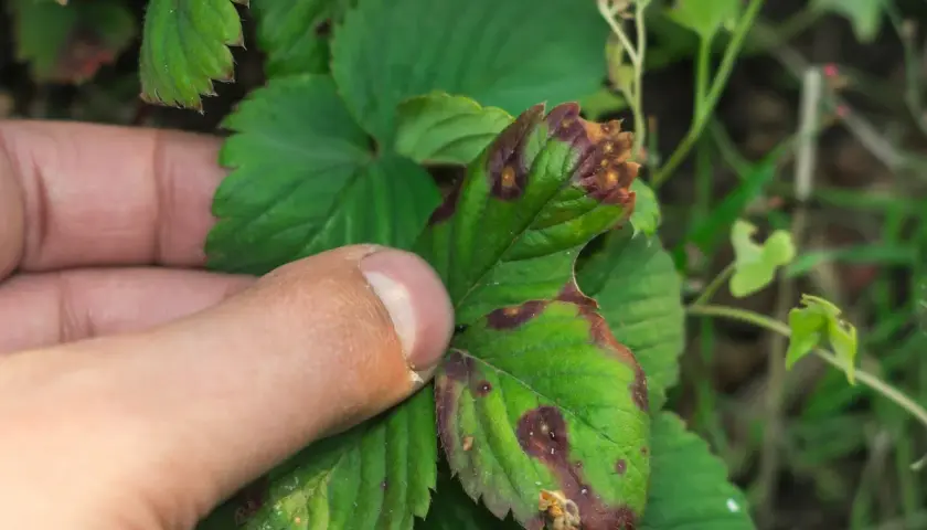 Foglia di fragola con macchie marroni e bordi secchi, sintomo di botrite. La cannabis può soffrire di problemi simili.