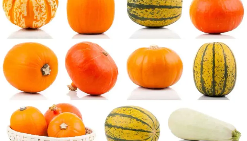 Una collezione di zucche, tra cui una **zucca arancione tonda** perfetta per Halloween, e altre varietà striate e bianche.
