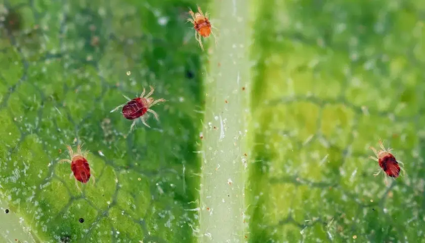 Ecco cosa sono i ragnetti rossi: minuscoli acari rossi che si muovono su una foglia verde, con le loro otto zampe pelose ben visibili.