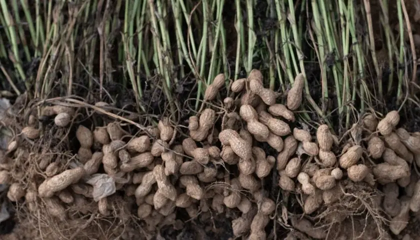 Raccolto di arachidi appena estratte dal terreno, con steli verdi e radici che mostrano i baccelli pronti per essere sgranati. Un momento chiave quando si piantano le arachidi.