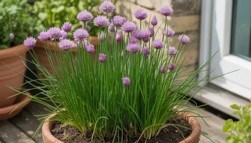 Erba cipollina semina in vaso, con fiori viola a grappolo e foglie verdi. Un tocco di freschezza per la tua cucina.