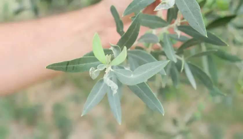 Ramo d'ulivo con foglie colpite dal tripide dell'olivo. Una mano sfocata sullo sfondo.