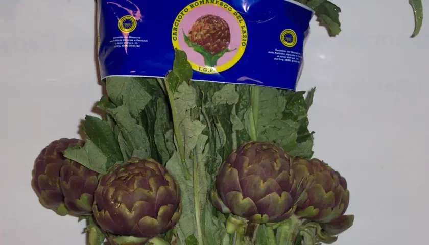 Carciofi romaneschi I.G.P. freschi, pronti per la coltivazione e il consumo.