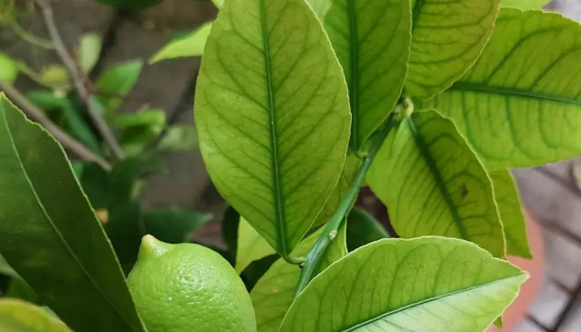 Foglie di limone ingiallite con venature verdi evidenti, possibili sintomi di carenza di rame. Un piccolo limone verde è visibile.