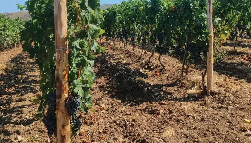 Vigneto con grappoli d'uva matura, terreno lavorato e pali di sostegno. L'acido gibberellico in fertirrigazione favorisce la crescita.
