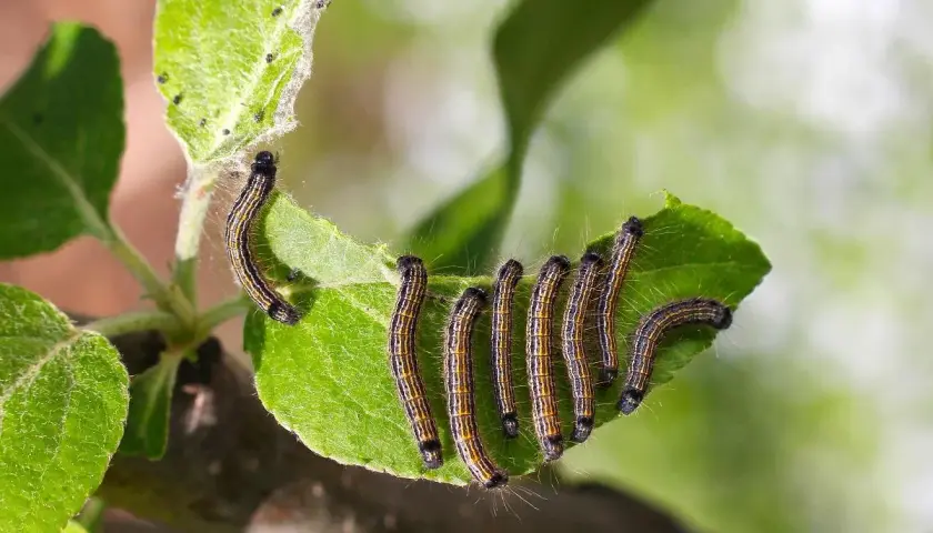 Un gruppo di bruchi striati, forse bruchi del basilico, si muove su una foglia verde.
