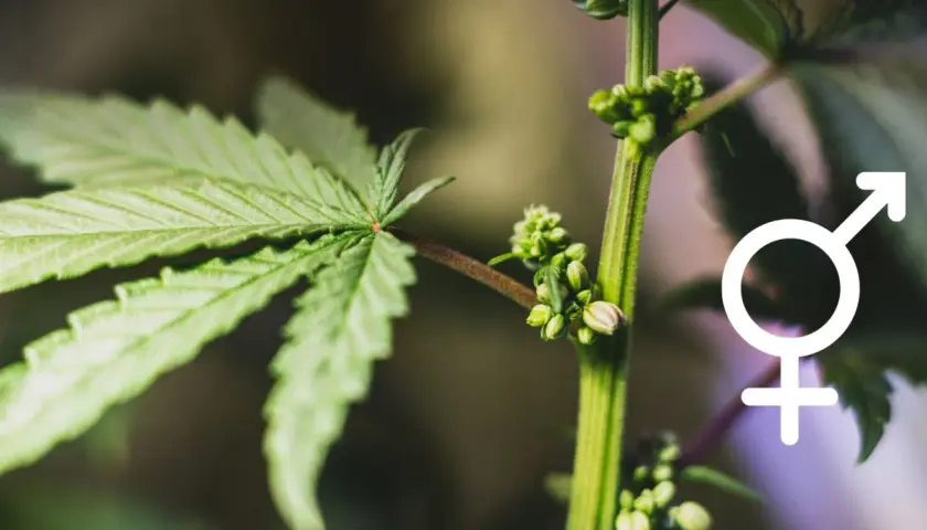 Primo piano di un ramo di cannabis maschio con piccole infiorescenze a grappolo.