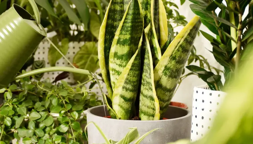 Annaffiando piante verdi con un annaffiatoio. Per sapere ogni quanto innaffiare autofiorenti, osserva il terreno: se è asciutto, è ora di dare acqua.