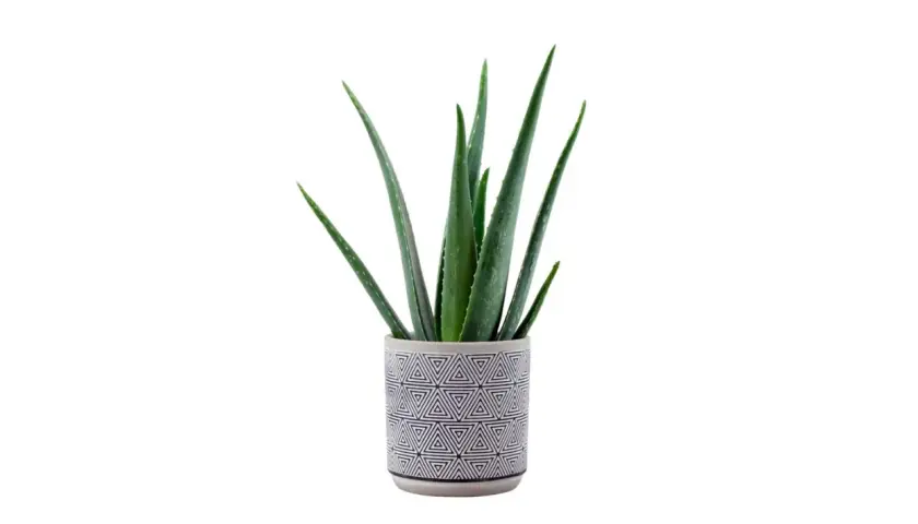Aloe in vaso con un decoro geometrico bianco e nero. Le foglie verdi e carnose si ergono verso l'alto, pronte a donare i loro benefici.