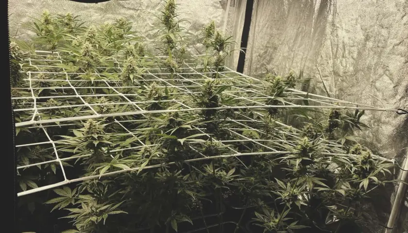Piante di cannabis in fase di fioritura, con cime rigogliose che si estendono attraverso una rete, applicando il metodo SCROG per una crescita uniforme.