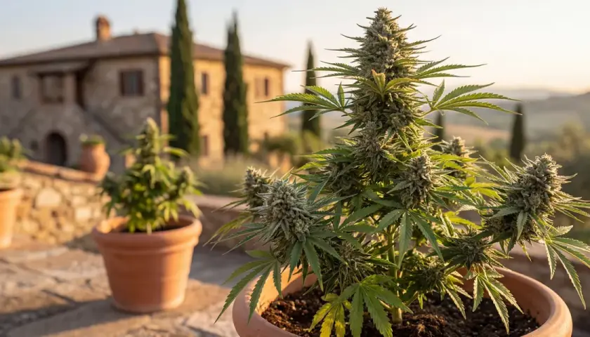 Piante di marijuana outdoor in vaso, con una casa in stile toscano sullo sfondo al tramonto.