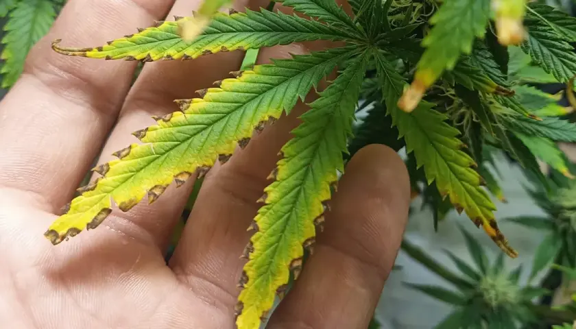 Foglie di canapa ingiallite e bruciate ai bordi, segno di carenza nutritiva. Forse è ora di cercare il miglior concime per fioritura canapa.