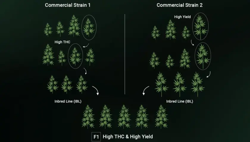 Schema che illustra la creazione di semi ibridi F1 con alto THC e alto rendimento, incrociando linee pure.