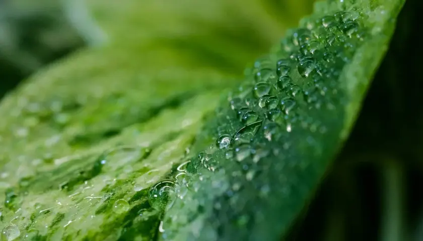 Gocce d'acqua su una foglia verde, un dettaglio che suggerisce come aumentare l'umidità per le piante.