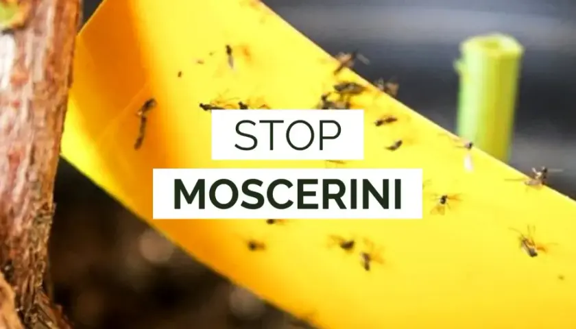 Nastro giallo appiccicoso pieno di moscerini dei funghi, con testo "STOP MOSCERINI".