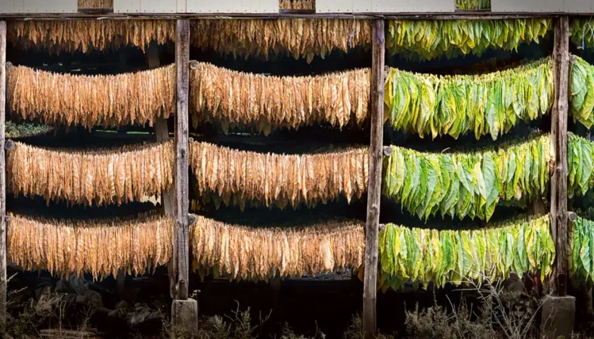 Fili di foglie di tabacco appese a seccare in un capanno, alcune verdi e altre marroni, in attesa di diventare la pianta di tabacco perfetta.