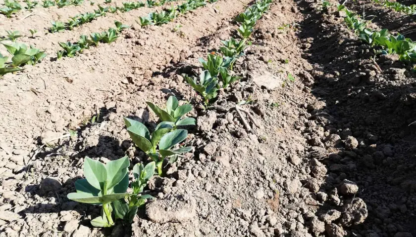 Filari di giovani piante di fava crescono in un campo arato, promettendo un raccolto futuro.