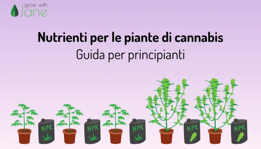 Guida ai migliori fertilizzanti per canapa outdoor: piante in crescita con contenitori NPK.