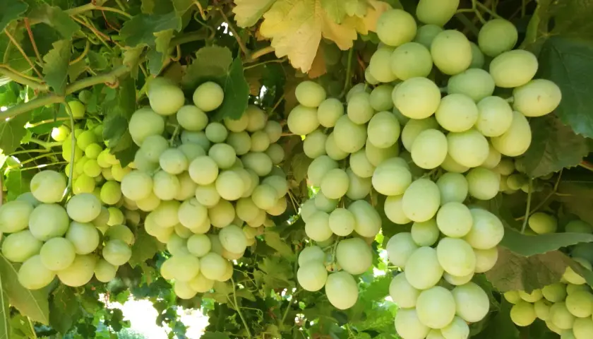 Grappoli d'uva bianca matura, forse trattati con acido gibberellico dosi per aumentarne la pezzatura.