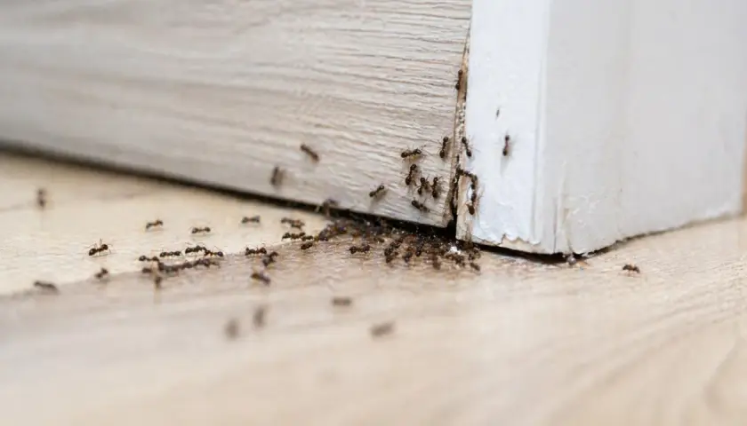 Formiche invadono un battiscopa, suggerendo la necessità di un insetticida naturale per formiche.