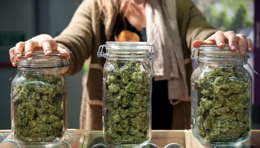 Tre barattoli di vetro pieni di fiori di kush weed, con una persona che li tiene.