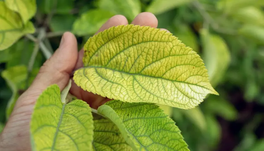 Mano che esamina foglie ingiallite, segno di carenze fogliari. La venatura è ben visibile.