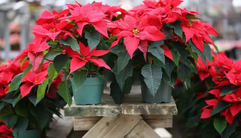 Fioriere di stelle di Natale rosse e verdi, pronte per essere portate a casa. Scopri come tenere la stella di Natale rigogliosa.