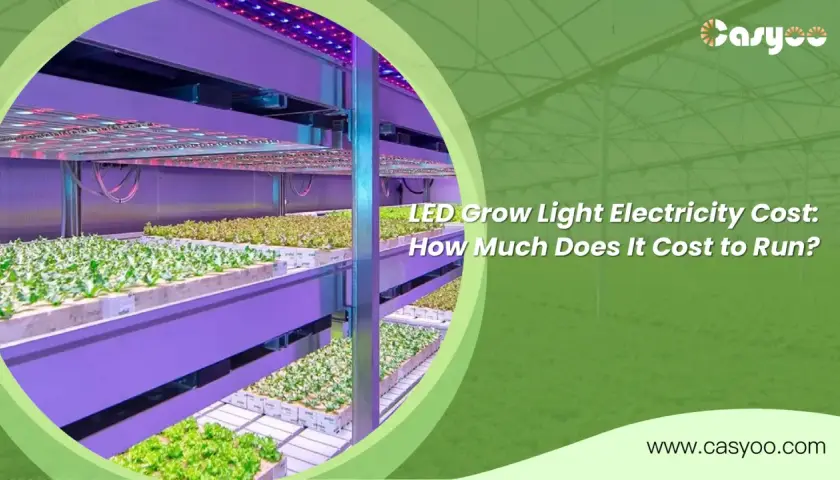 Piante in grow box illuminate da LED viola e rossi. Scopri quanto consuma una grow box per ottimizzare la tua coltivazione.