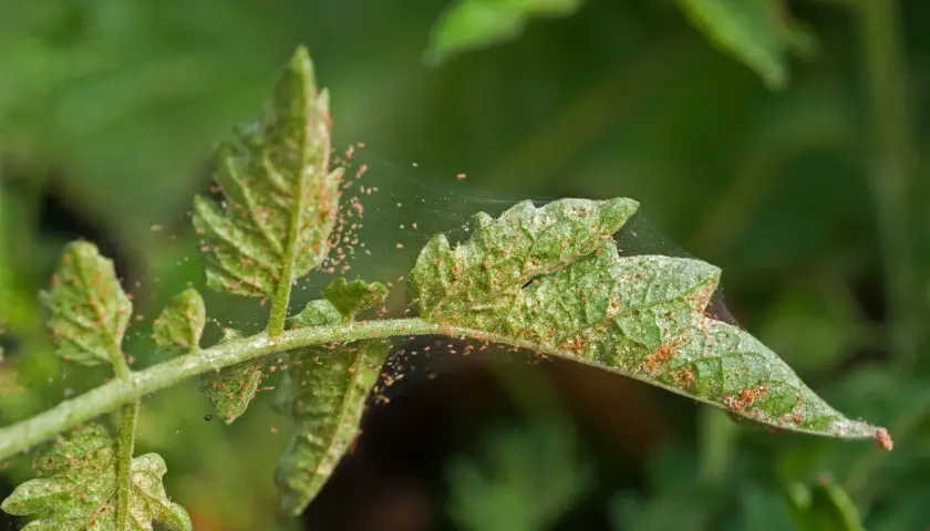 Close-up of a green plant leaf covered in tiny red mites and fine webbing.