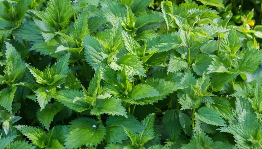 Un folto gruppo di piante di ortica, con le loro foglie verdi e dentellate, che mostrano diversi tipi di ortica in crescita.