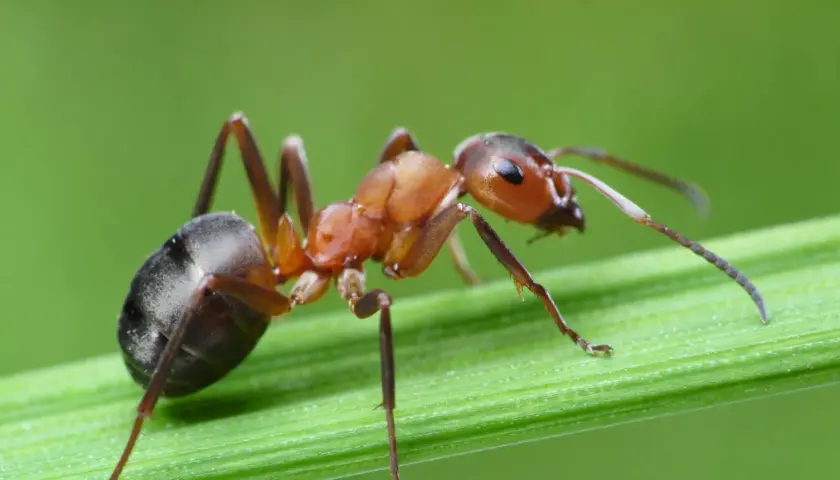 Formica rossa su filo d'erba. Se ti ritrovi con queste, ecco come eliminare le formiche.
