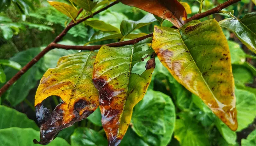 Foglie ingiallite e bruciate, segno di troppo ferro alle piante.