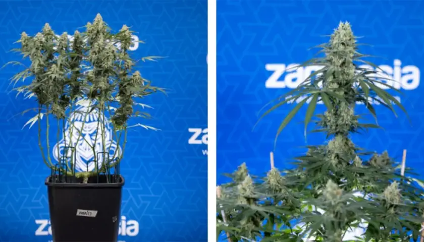 Piante di cannabis con cime rigogliose, risultato di tecniche di topping per massimizzare la resa.