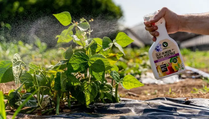 Mano spruzza olio di neem su piante in fioritura. Il prodotto naturale protegge da insetti e malattie.