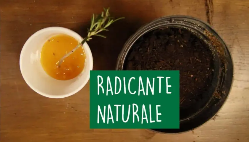 Un rametto di rosmarino immerso in un liquido dorato, pronto per essere piantato. Un radicante naturale per talee.