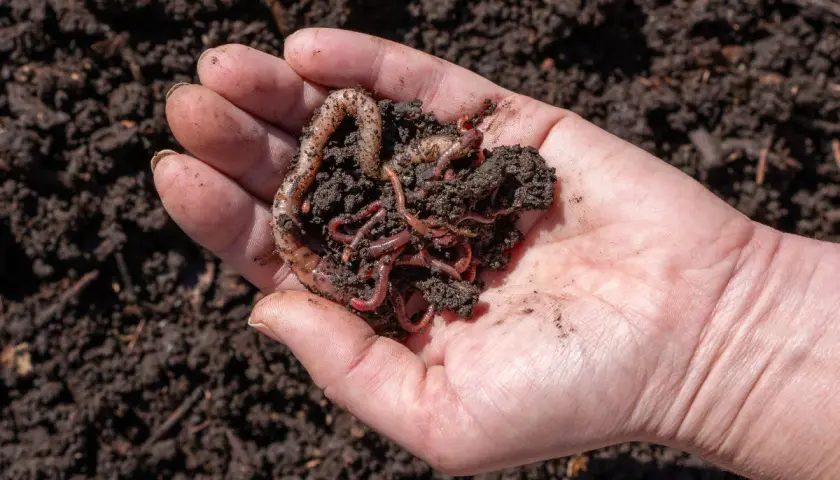 Mano che tiene un mucchietto di terra scura con vermi che si muovono, segno di fertile humus di lombrico.