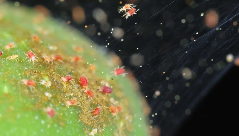 Un primo piano mostra un gruppo di minuscoli ragni rossi su una superficie verde, con fili di ragnatela che si estendono nell'oscurità.