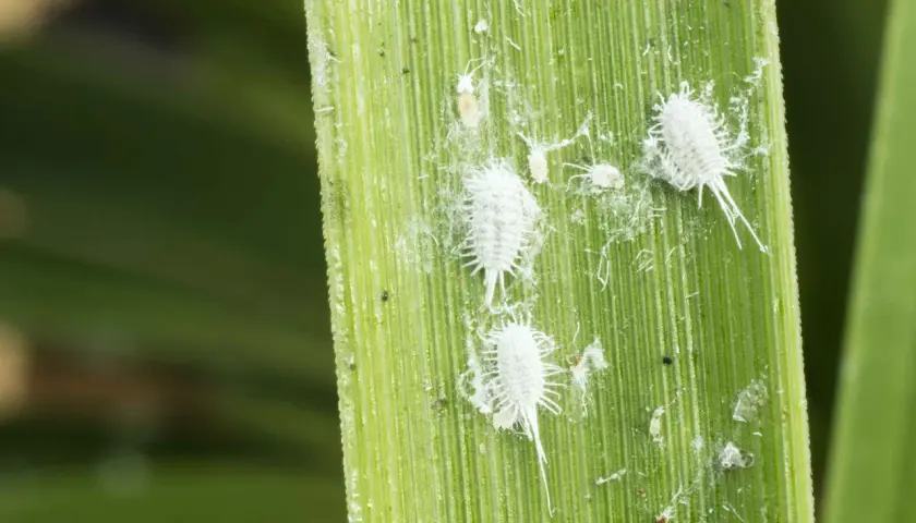 Insetti bianchi e lanuginosi, simili a piccoli batuffoli di cotone, si muovono su una foglia verde. Sono la cocciniglia, un parassita che attacca le piante.