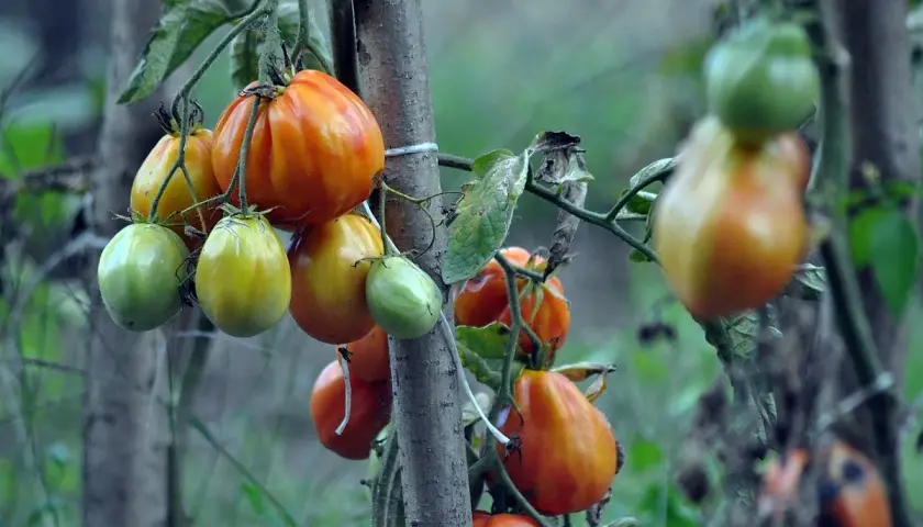 Pomodori acerbi e maturi su un ramo, alcuni con macchie scure, segno che queste piante che hanno bisogno di calcio non sono state nutrite a sufficienza.