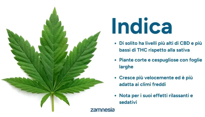 Foglia di canapa indiana, nota per i suoi effetti rilassanti e sedativi, con caratteristiche di crescita e composizione chimica.