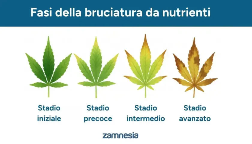 Fasi della bruciatura da nutrienti su foglie di canapa: da verde sano a macchie marroni, segno di eccesso di fertilizzante.