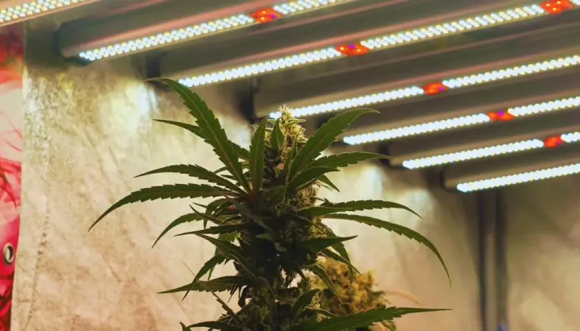 Pianta di cannabis autofiorente sotto luci LED, ottimizzando le ore di luce per una crescita rigogliosa.