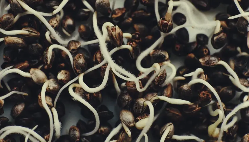 Semi di autofiorenti in germinazione, con radici bianche che emergono dai gusci scuri, pronti a dare vita a nuove piante.
