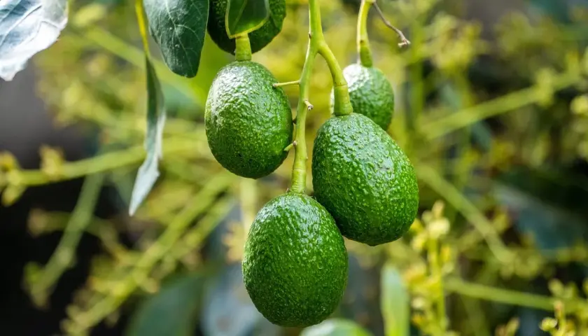 Frutti verdi e rugosi di avocado pendono da un ramo. La pianta di avocado è rigogliosa, con foglie e fiori sullo sfondo sfocato.