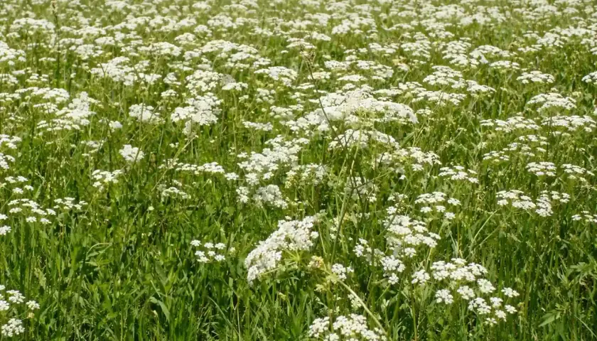Un campo fiorito di cumino pianta, con piccoli fiori bianchi che si ergono su steli verdi e rigogliosi.