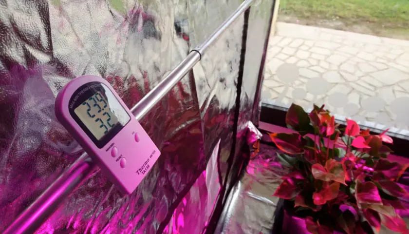 Termometro rosa mostra 23.9°C e 32% umidità, ideale per la crescita di autofiorenti.